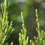 Erica arborescens Leaf