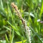 Carex flacca പുഷ്പം