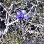 Polygala microphylla Fiore