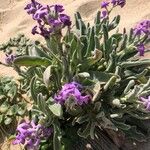 Matthiola sinuata花