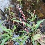 Persicaria decipiens Floare