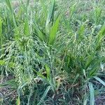 Panicum miliaceum Habitat