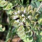 Microthlaspi perfoliatum 花