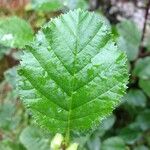 Alnus alnobetula Liść