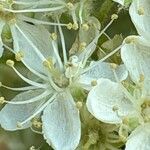 Scandosorbus intermediaFlower