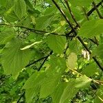 Hovenia dulcis Frunză