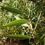 Salix amygdaloides Hoja