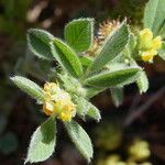 Medicago minima Leaf