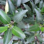 Baccharis latifolia Leaf