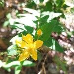 Hypericum hircinum Floare