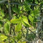 Clematis alpina Foglia