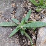 Delosperma sutherlandiiЛіст