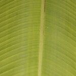 Heliconia sarapiquensis List