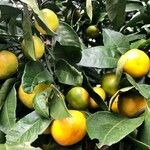 Citrus × aurantium Froito