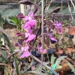 Encyclia cordigera Flower