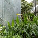 Canna glauca Coajă