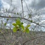 Amburana cearensis Лист