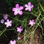 Eudianthe coeli-rosa Flower