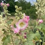 Alcea roseaപുഷ്പം