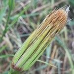 Geropogon hybridus Meyve