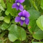 Viola adunca Květ