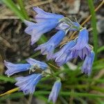 Brimeura amethystina Flor