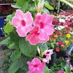 Mandevilla laxaFlower