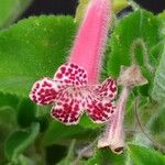 Kohleria amabilis Květ