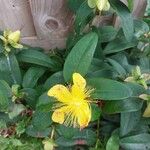 Hypericum calycinumFlower