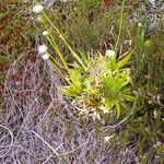 Eriocaulon striatum Habit