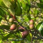 Prunus caroliniana Hedelmä