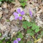 Oxalis violaceaFlower