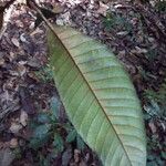 Chrysophyllum eximium Leaf