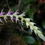 Bulbophyllum bifarium