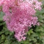 Filipendula rubra Flor