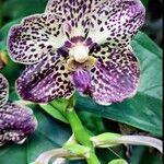 Zygopetalum maculatum പുഷ്പം