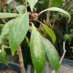 Fuchsia arborescens Lapas