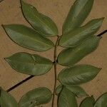 Swartzia polyphylla Φύλλο