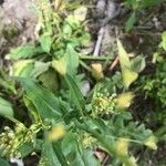 Camelina sativa ഫലം