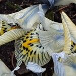 Iris reticulata Flor