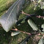 Salix cinerea পাতা