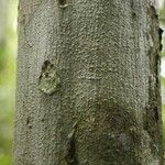 Oxandra asbeckii Corteza