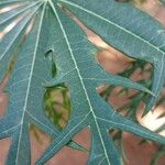 Jatropha multifida Leaf