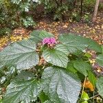 Clerodendrum bungei Folio