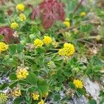 Medicago lupulina Blüte