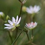 Stellaria graminea Fula