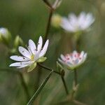 Stellaria graminea 花