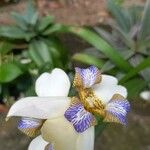 Neomarica northiana Flor