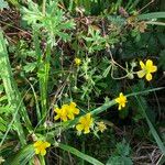 Potentilla inclinata Cvet