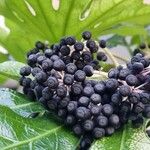 Fatsia japonica Fruit